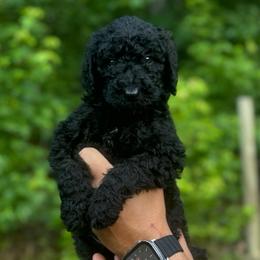 Green - Black male Goldendoodle puppy in Ranger, Georgia from Muscadine Meadows Poodles and Doodles