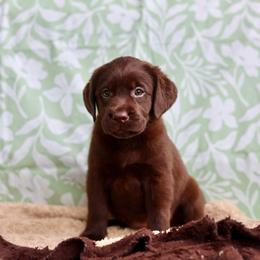 Dolly - Chocolate female Labrador Retriever puppy in Williamston, South Carolina from Dutton Dog Co & Dalla Grazia Doberman