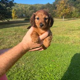 Coraline - Red female Dachshund puppy in Milroy, Pennsylvania from Not Your Average Weiner