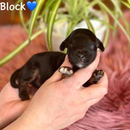 Block - Black phantom male Aussiedoodle puppy in Lancaster, Minnesota from Finney Ranch