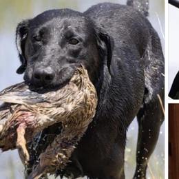 Labrador Retrievers from Angela Zeyfang