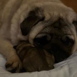 Pug puppies from Peachy Pugs