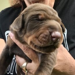 Doberman Pinschers from Marinela's Doberman Pinschers