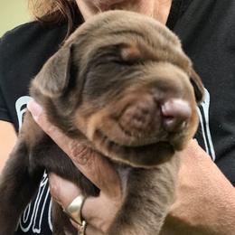Doberman Pinschers from Marinela's Doberman Pinschers