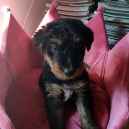 Airedale Terrier Puppies from JOVAL Airedales
