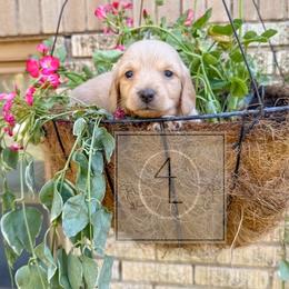 Boone - CKC Registered :: Red - Cream male Dachshund puppy in Erick, Oklahoma from 4-L Backyard Dach
