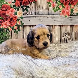 Shaded Cream Male Longhair Orange Collar - Cream male Dachshund puppy in Cleveland, Tennessee from Kelly's Doxie Farm