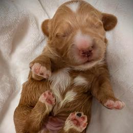 Casanova - Red  male Goldendoodle puppy in Bradenton, Florida from Christianna’s Mini Goldendoodles