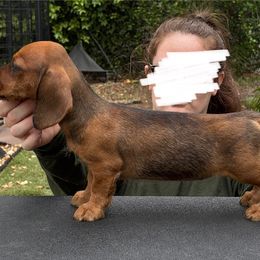 Dachshund Puppies from Passport Dachshunds