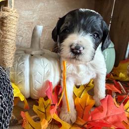 Gourd - Black and white male Bernedoodle puppy in Gilbert, Arizona from The Berne Barn... it’s a Doodle thing!
