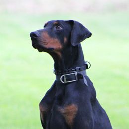 Barakah - Doberman Pinscher