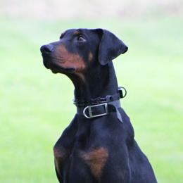 Barakah - Doberman Pinscher