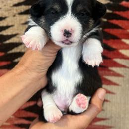 Sleepy - Black and white female American Corgi puppy in Tome, New Mexico from Blue Diamond Welsh corgis