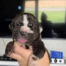 PRINCE Blanketed harlequin tan point - Harlequin male Great Dane puppy in Port Clinton, Ohio from LakeSide Danes