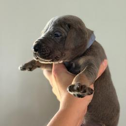 Blue Tan Point (blue collar) - Blue male Great Dane puppy in Kimball, Michigan from Starlight Danes