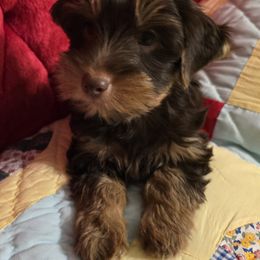 Yorkshire Terrier Puppies from Furever Love Yorkies TX Panhandle