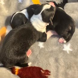 Boy 1 - Black and tan male Pembroke Welsh Corgi puppy in Clarksville, Tennessee from Cooler Farms Corgis