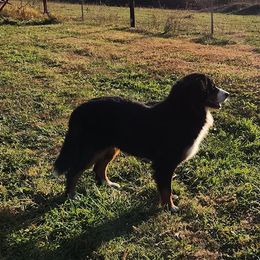 Sami - Bernese Mountain Dog