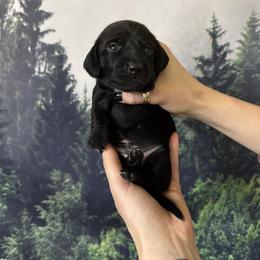 Pink Girl - Black female Dachshund puppy in Medina County, Ohio from Wilderness Weenies
