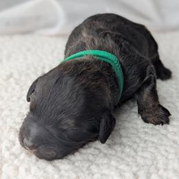 Green - Sable male Bernedoodle puppy in Connecticut from Valley View Doodles