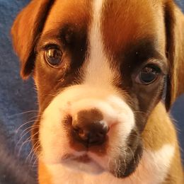 Bogey - Fawn Boxer puppy in Evans, Georgia from Kimberly's Boxers