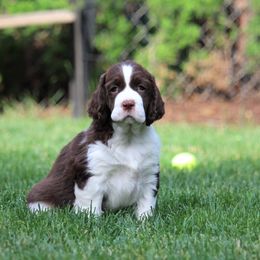 English Springer Spaniel Puppies from Ivy Hill English Springer Spaniels