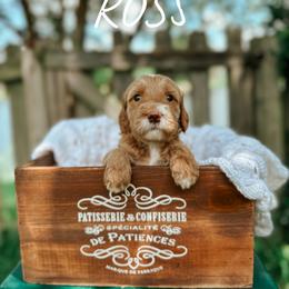 Goldendoodle Puppies from Glamorous Golden Doodles