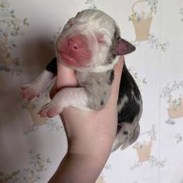 Girl 7 - female Alapaha Blue Blood Bulldog puppy in Grafton, Ohio from Eclipse Alapaha Kennels