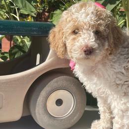 Dolly - Parti female Labradoodle puppy in St George, Utah from Terra's Swann's Kennels