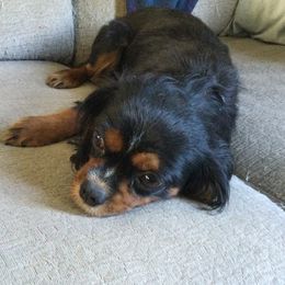 Holly - Cavalier King Charles Spaniel