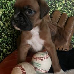 Girl 1 - Fawn female Boxer puppy in Plainwell, Michigan from Hope's Beautiful Boxers