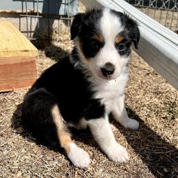 Miniature Australian Shepherd Puppies from Finnigan Farms Aussies