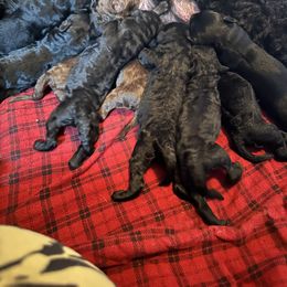 Goldendoodle Puppies from Wonderland Kennel