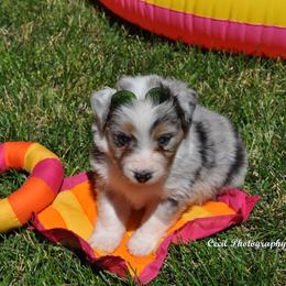 Australian Shepherd Puppies from Dovehawk Australian Shepherds