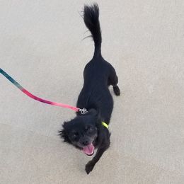 Phoebe  - Chihuahua