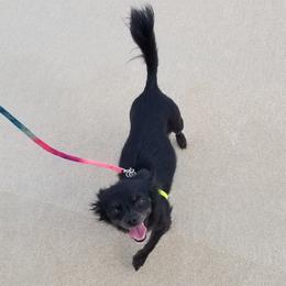 Phoebe  - Chihuahua