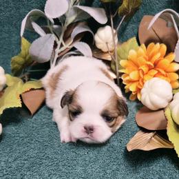 Girl 1 - female Japanese Chin puppy in Tulsa, Oklahoma from Locust Creek Pugs & Japanese Chin's