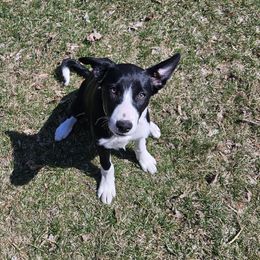 Loon - Black Border Collie puppy in White Lake, Wisconsin from Rising Moon Border Collies