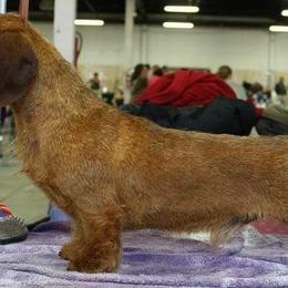 Dachshund All Grown Up from Karmas Dachshunds