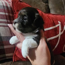 Snickerdoodle - Chocolate female Havanese puppy in Jennings, Florida from Mountain Dream Acres