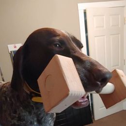 German Shorthaired Pointer All Grown Up from Majestik Kennels