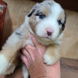 Miniature Australian Shepherd and Toy Australian Shepherd Puppies from Beasley Acres Aussies