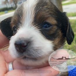 Millie - Dapple female Dachshund puppy in Lake Mary, Florida from Lakeside Doxies