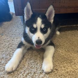 Girl 3 - Black and white female Siberian Husky puppy in Howard City, Michigan from Rustic Pines