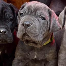 Smaug - Gray male Cane Corso puppy in Altoona, Alabama from Snead’s Cane Corso Kennel