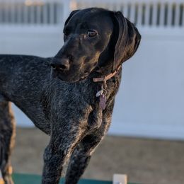 German Shorthaired Pointers from Owl Ranch GSP