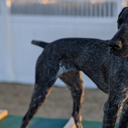 German Shorthaired Pointers from Owl Ranch GSP