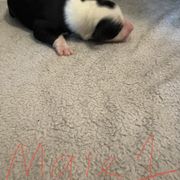 Sporty Mix Puppies from Mid TN aussies