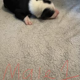 Sporty Mix Puppies from Mid TN aussies