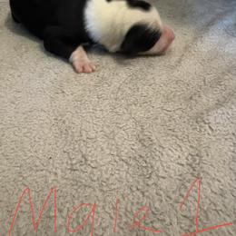 Sporty Mix Puppies from Mid TN aussies